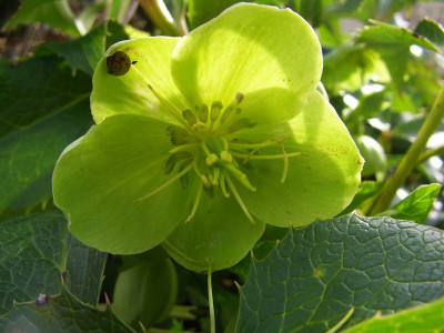 Helleborus_argutifolius_07.jpg