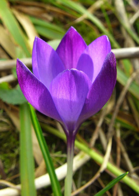 Crocus_Samling.jpg