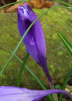 Crocus_heuffelianus_National_Park_07-01.jpg