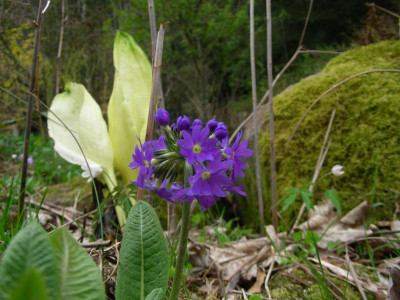 Primula denticulata Blau und Lysichiton camtschatcensis DSCN9745.JPG