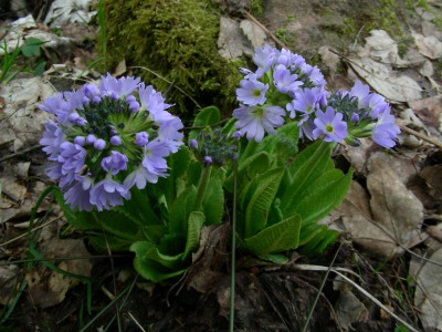 Primula denticulata blau DSCN5531.JPG