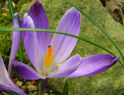 Crocus_heuffelianus_National_Park_07-02.jpg