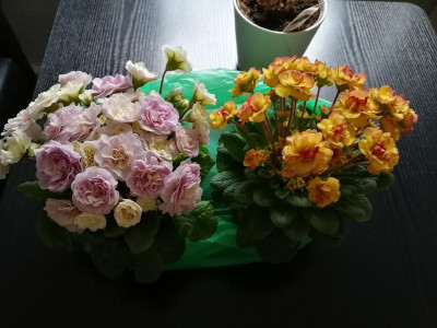 IMG_20180327_083219.jpg