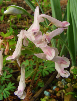 Corydalis_angustifolia_07.jpg