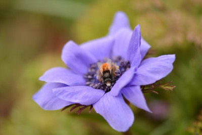 A coronaria.jpg