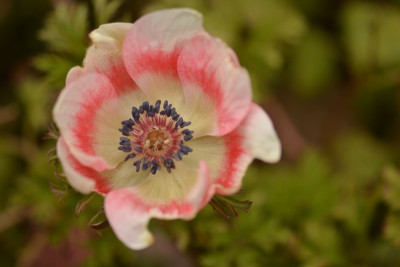 A coronaria 2.jpg