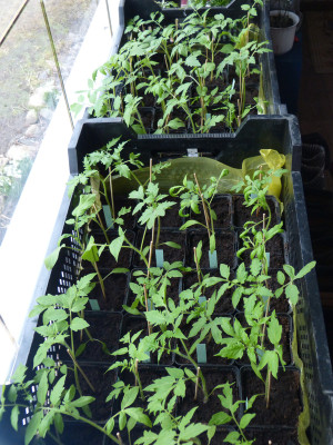 2018-04-01 Tomaten.jpg