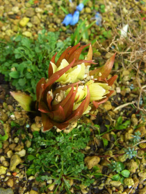Fritillaria_raddeana_Austrieb_07.jpg