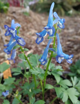 IMG_20180402_Corydalis fumariifolia.jpg