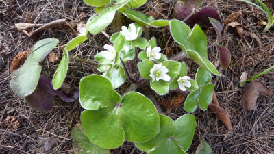 Hepatica maxima 02.04.2018.jpg