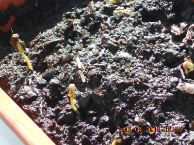 punica granatum..jpg