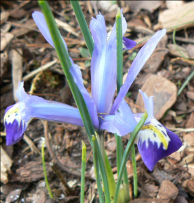 Iris1a.jpg