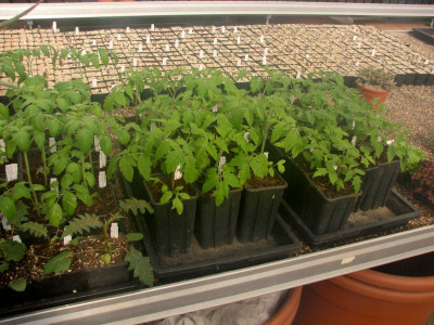 Tomatenmisere.jpg