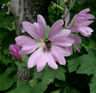 07160034_eLavatera_cashmeriana.JPG