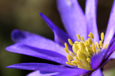 Anemone-blanda-1c.jpg