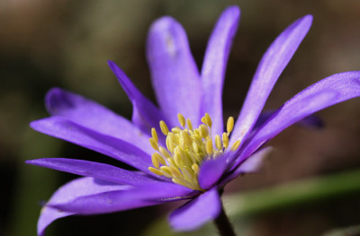 Anemone-blanda-1d.jpg