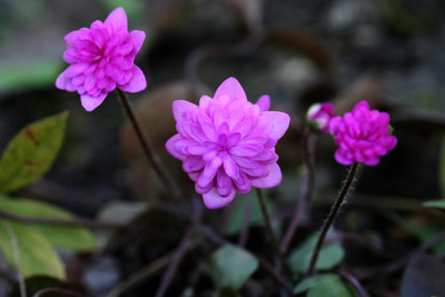 Hepatica-rosa.jpg