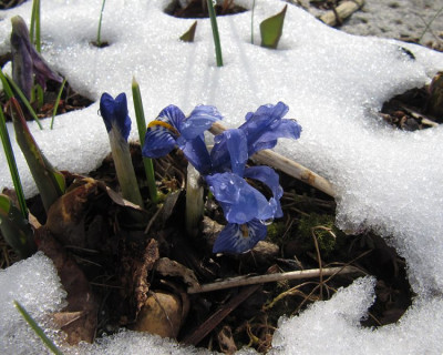IMG_2179_Iris_ret_2April2018_.jpg
