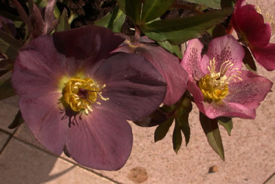 DSCN2286_Helleborus_.jpg