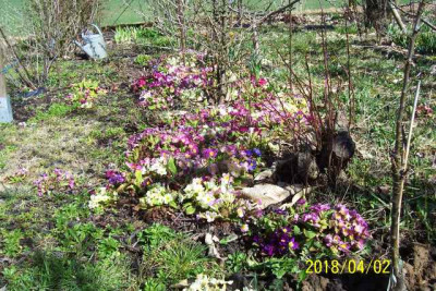 100_7336 Primel unter den Beeren.jpg