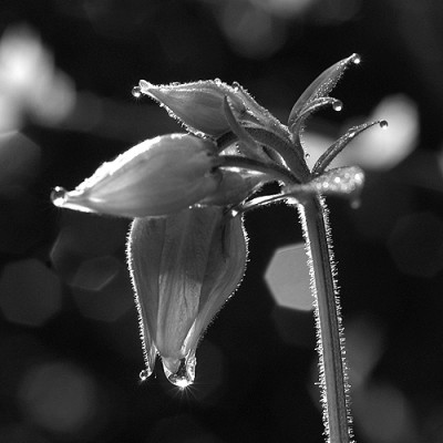 aquilegia_tropfen_sw_4474.jpg