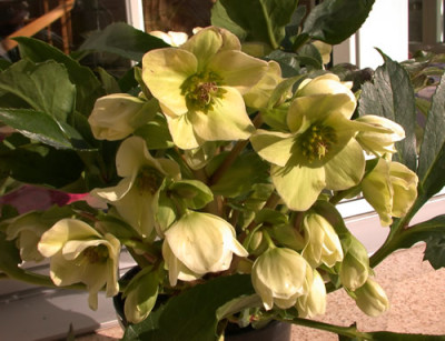 DSCN2297_Gelbliche_Helleborus_.jpg