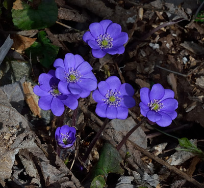 DSC_2318-Hepatica-Garten_007.JPG