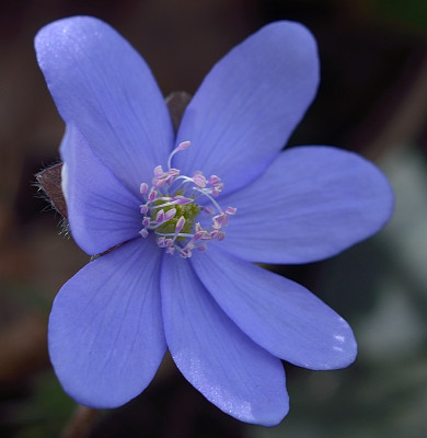 DSC_2316-Hepatica-Garten_008.JPG
