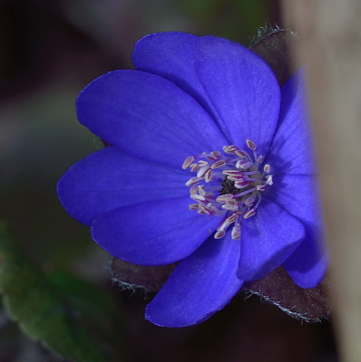 DSC_2297-Hepatica-Garten_010.JPG