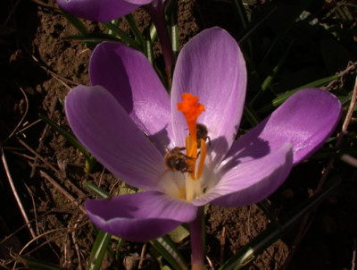 DSCN2349_Gaste_im_Krokus_.jpg