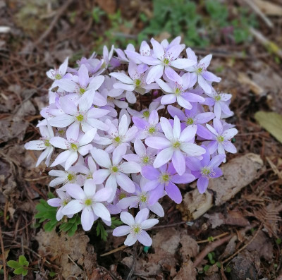 IMG_20180403_Hepatica.jpg