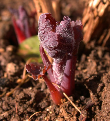 DSCN2328_Roter_Neuaustrieb_.jpg