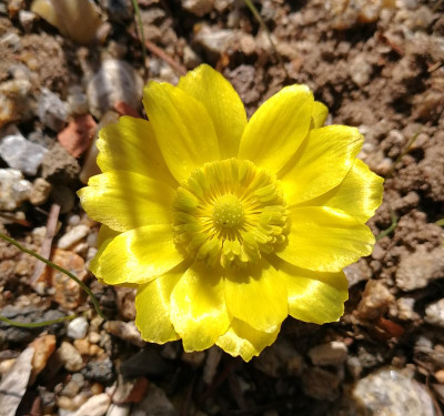 IMG_20180403_eAdonis vernalis.jpg