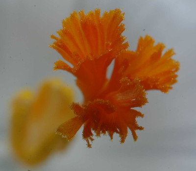 A2429a.JPG