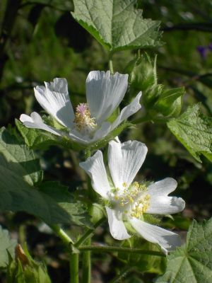 20030905__Kitaibelia_vitifolia.jpg