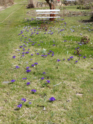 2018-04-03 Krokusse.jpg