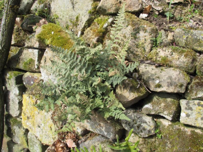 Cheilanthes tomentosa 20180403.JPG