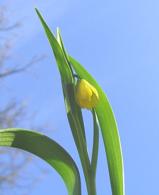 Fritillaria_pudica_fars_2007.jpg