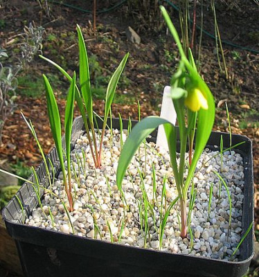 Fritillaria_pudica_2_fars_2007.jpg