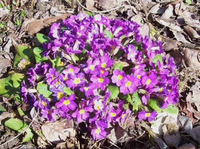 100_7332 Riesenhorst Primel violett.jpg