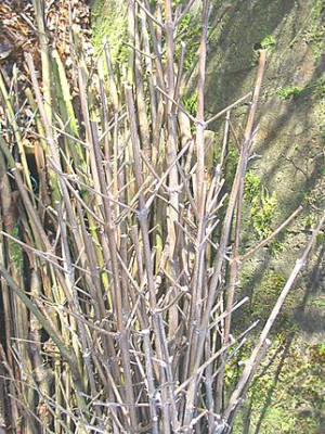 Stutzstabe_Sommerflieder_fars_2007.jpg