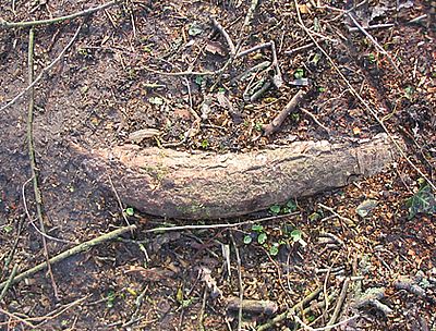 Pappelwurzel_fars_2007.jpg