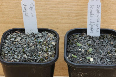 Olsynium douglasii + Cryptantha abata.jpg