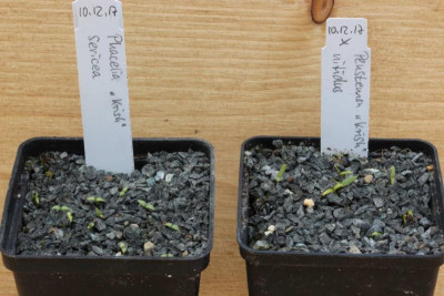 Phacelia sericea + Penstemon nitidus.jpg