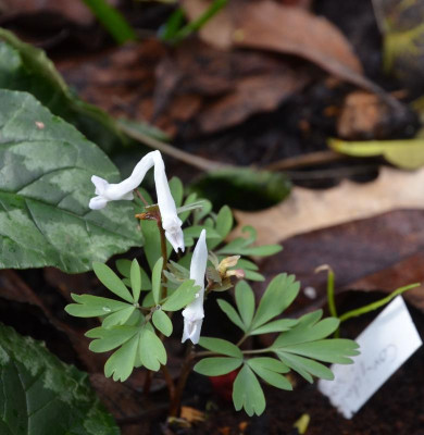 Corydalis_solida-WhiteSwallow.18-1.jpg