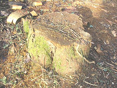 Hackklotz_fars_2007.jpg