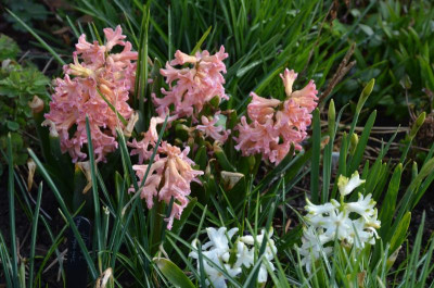 Hyacinthus-GipsyQueen.18-1.jpg