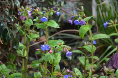 Pulmonaria_dacica-Azurea.18-1.jpg