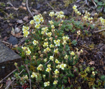 Saxifraga.LeoGordonGodseff-18-1.JPG