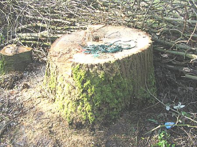 Pappelstumpf_fars_2007.jpg